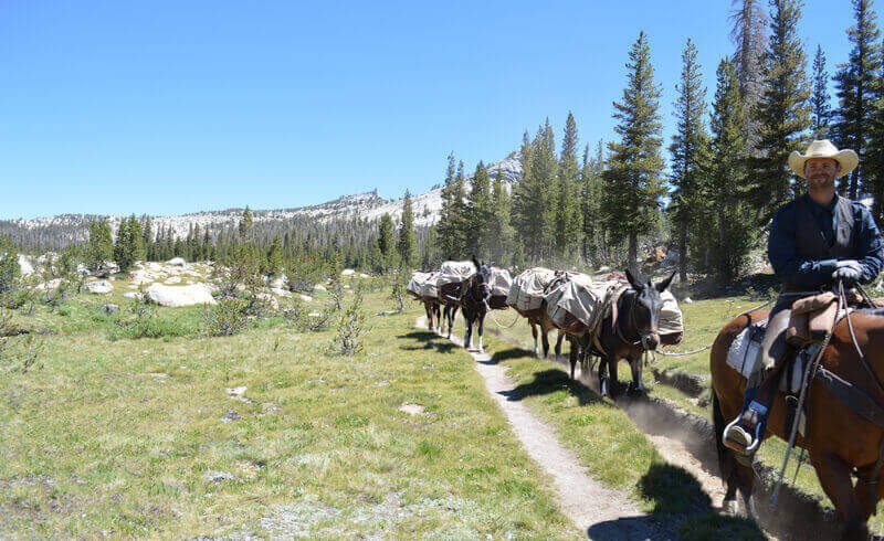 Mule train on the John Muir Trail