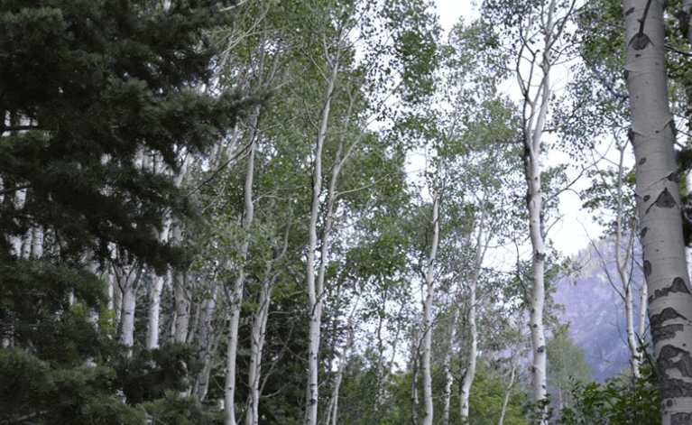 Aspen trees on the trail