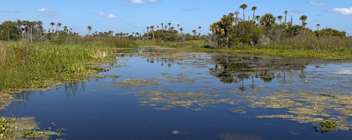 orlando-wetlands-header Orlando Wetlands Park